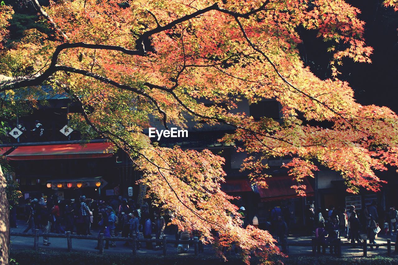 VIEW OF CHERRY TREE DURING AUTUMN