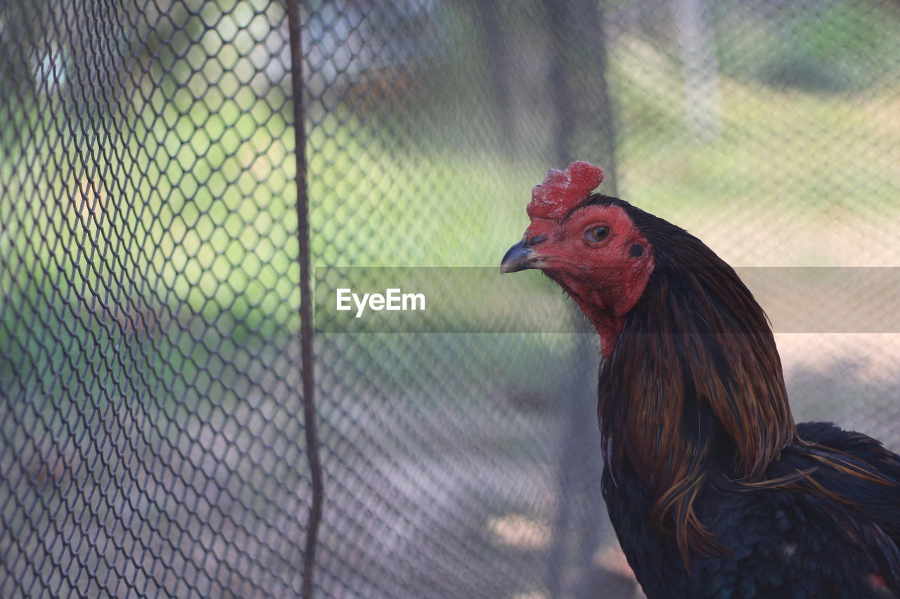 CLOSE-UP OF A BIRD AGAINST BLURRED FENCE