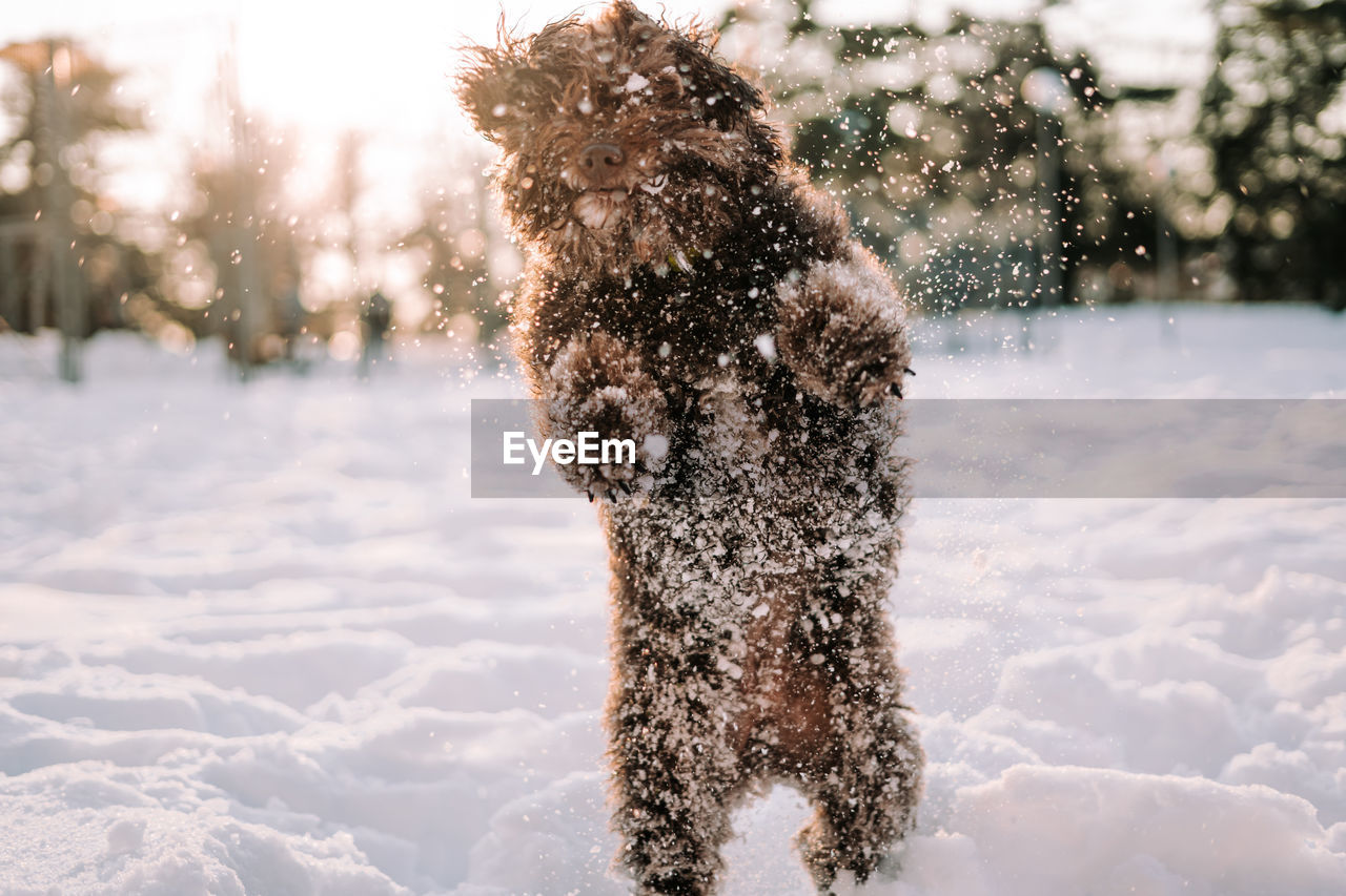 A brown spanish water dog having fun in the snowy park. the dog is jumping on the snow. 
