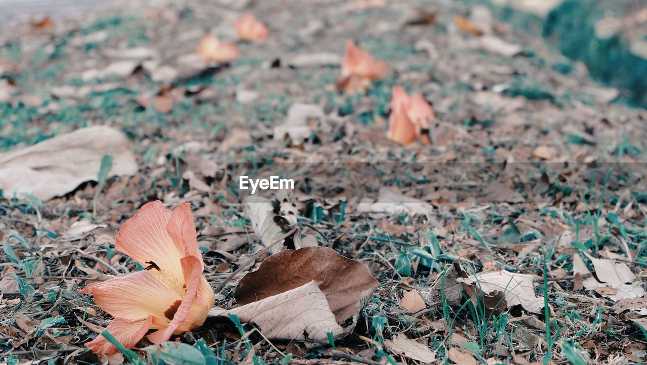 CLOSE-UP OF AUTUMN LEAVES ON FIELD
