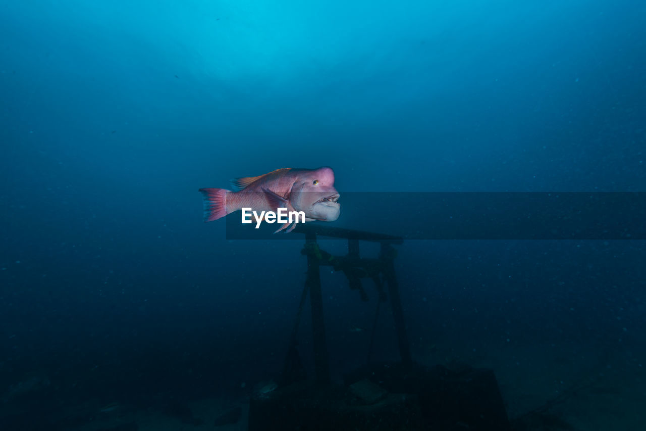 View of a fish swimming in sea