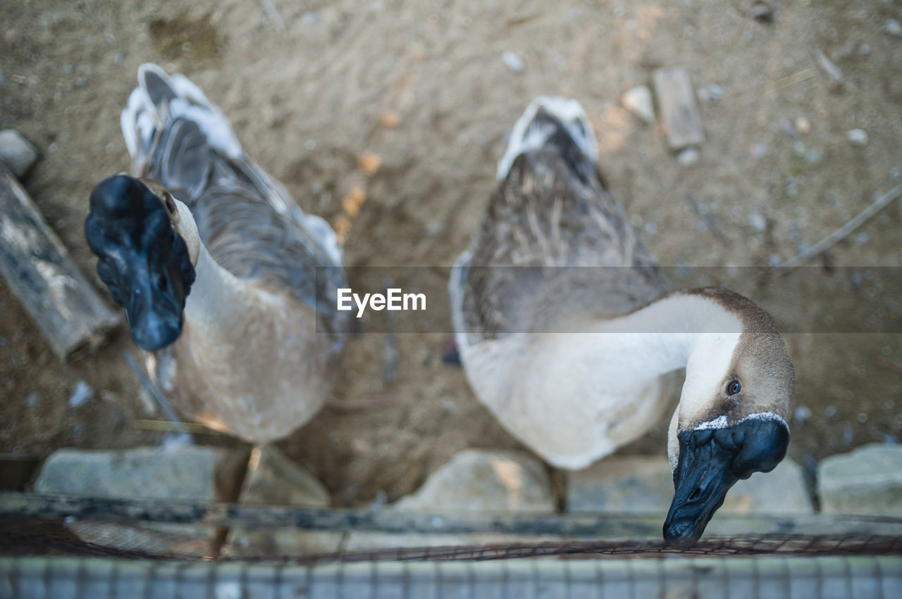 High angle view of swan geese by fence