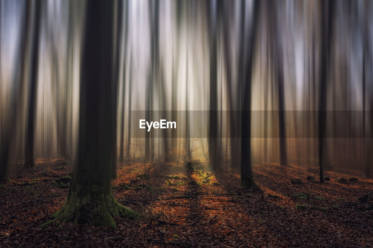 Trees in forest during autumn