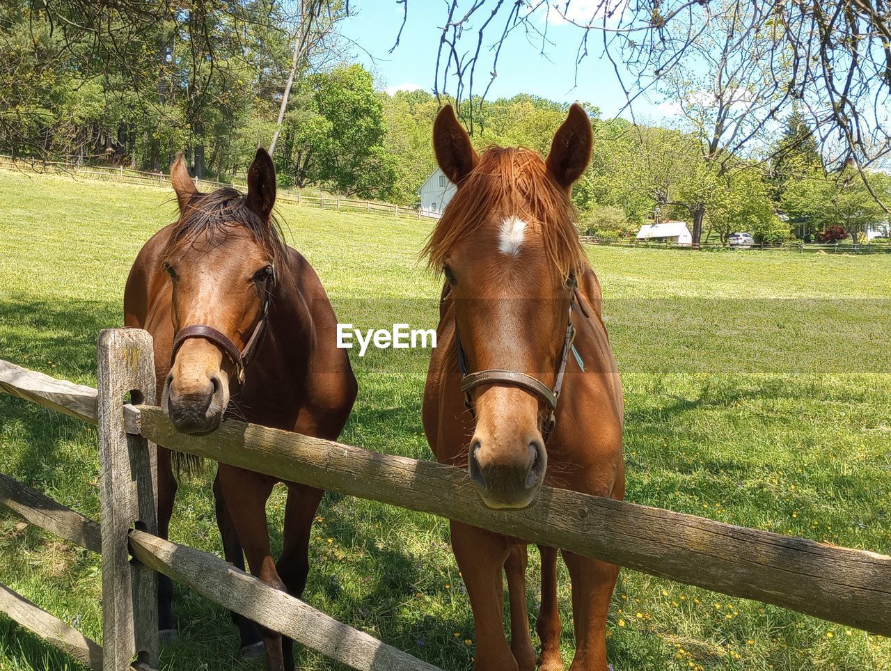 horse, mammal, animal themes, animal, domestic animals, livestock, pet, animal wildlife, plant, brown, grass, pasture, mare, tree, nature, field, fence, herbivorous, working animal, land, day, group of animals, green, no people, two animals, outdoors, pack animal, ranch, animal head, mane, standing, sky