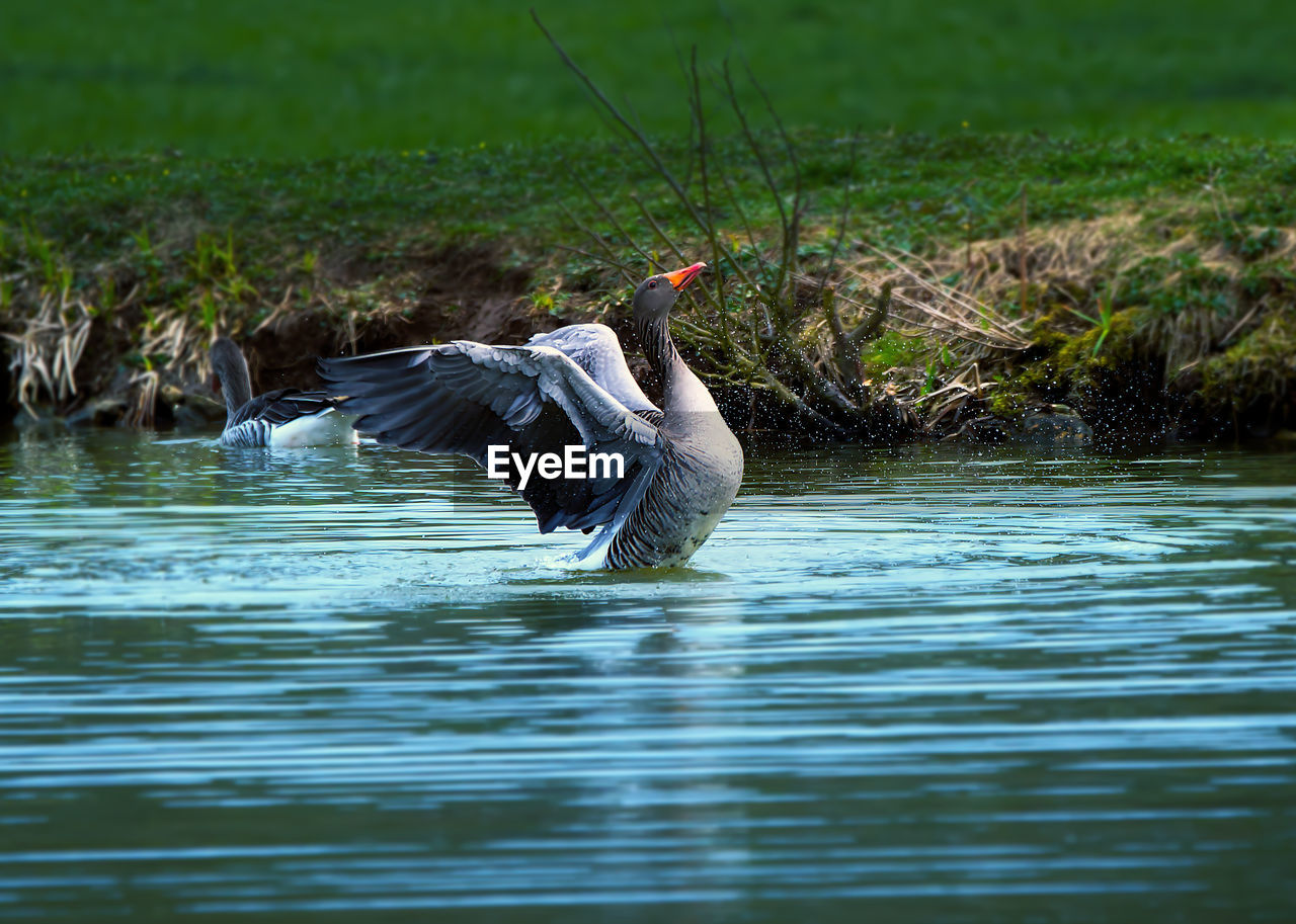 DUCK FLYING OVER LAKE