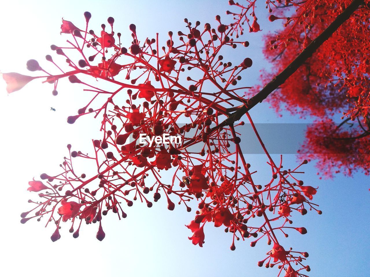 LOW ANGLE VIEW OF RED FLOWERING PLANT AGAINST SKY