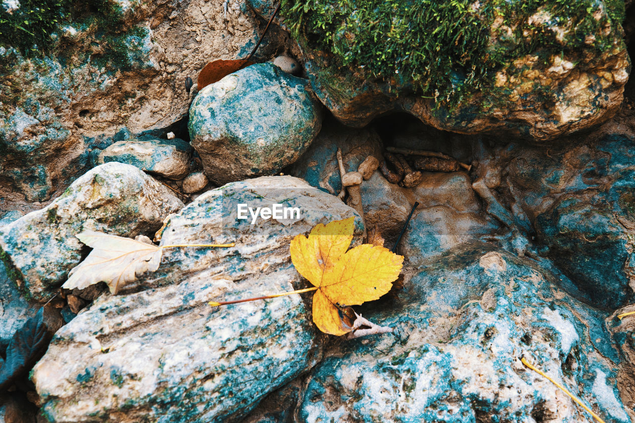 nature, rock, leaf, tree, day, plant, no people, high angle view, beauty in nature, plant part, land, autumn, green, outdoors, flower, tranquility, close-up, growth, geology, textured, woodland, water