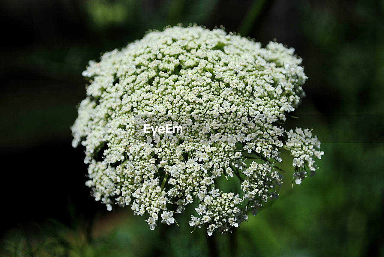 Close-up of flower against blurred background