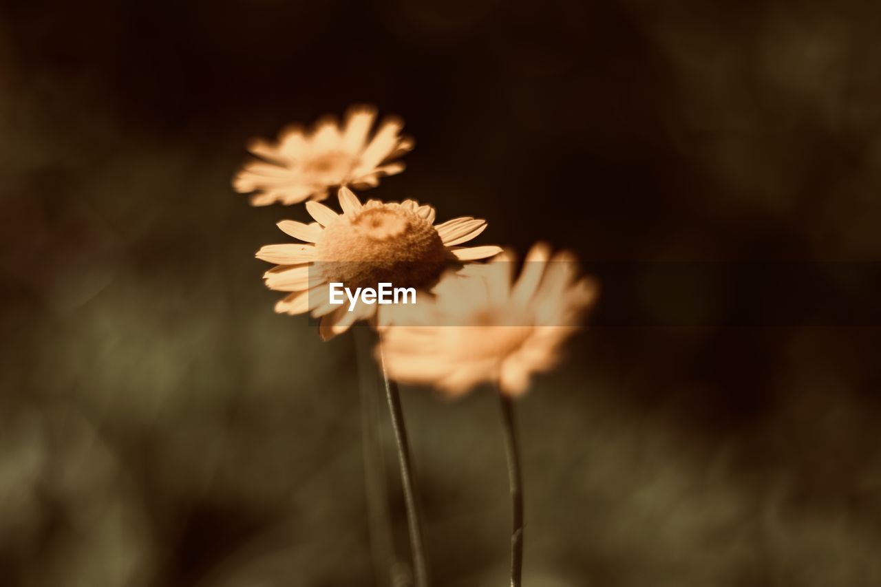 Close-up of wilted plant