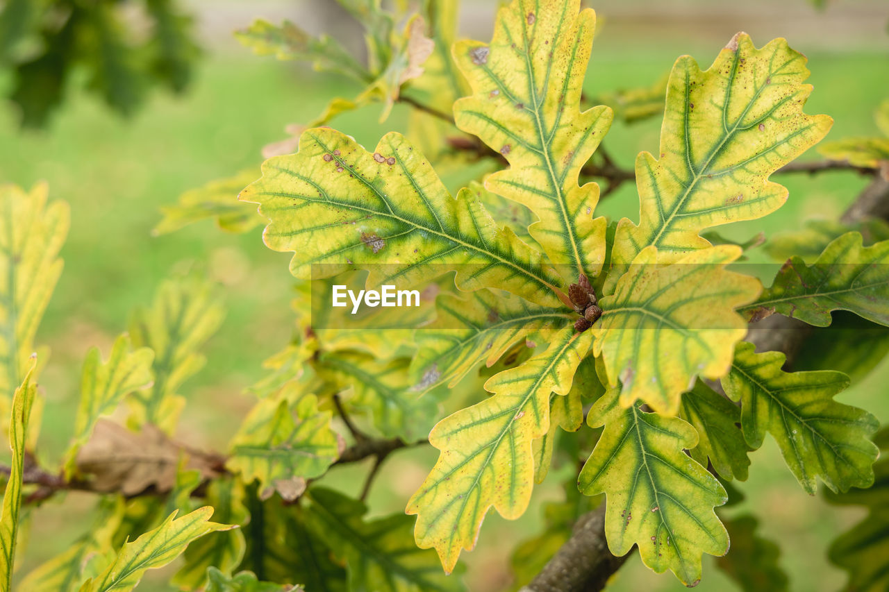 CLOSE-UP OF FRESH GREEN PLANT