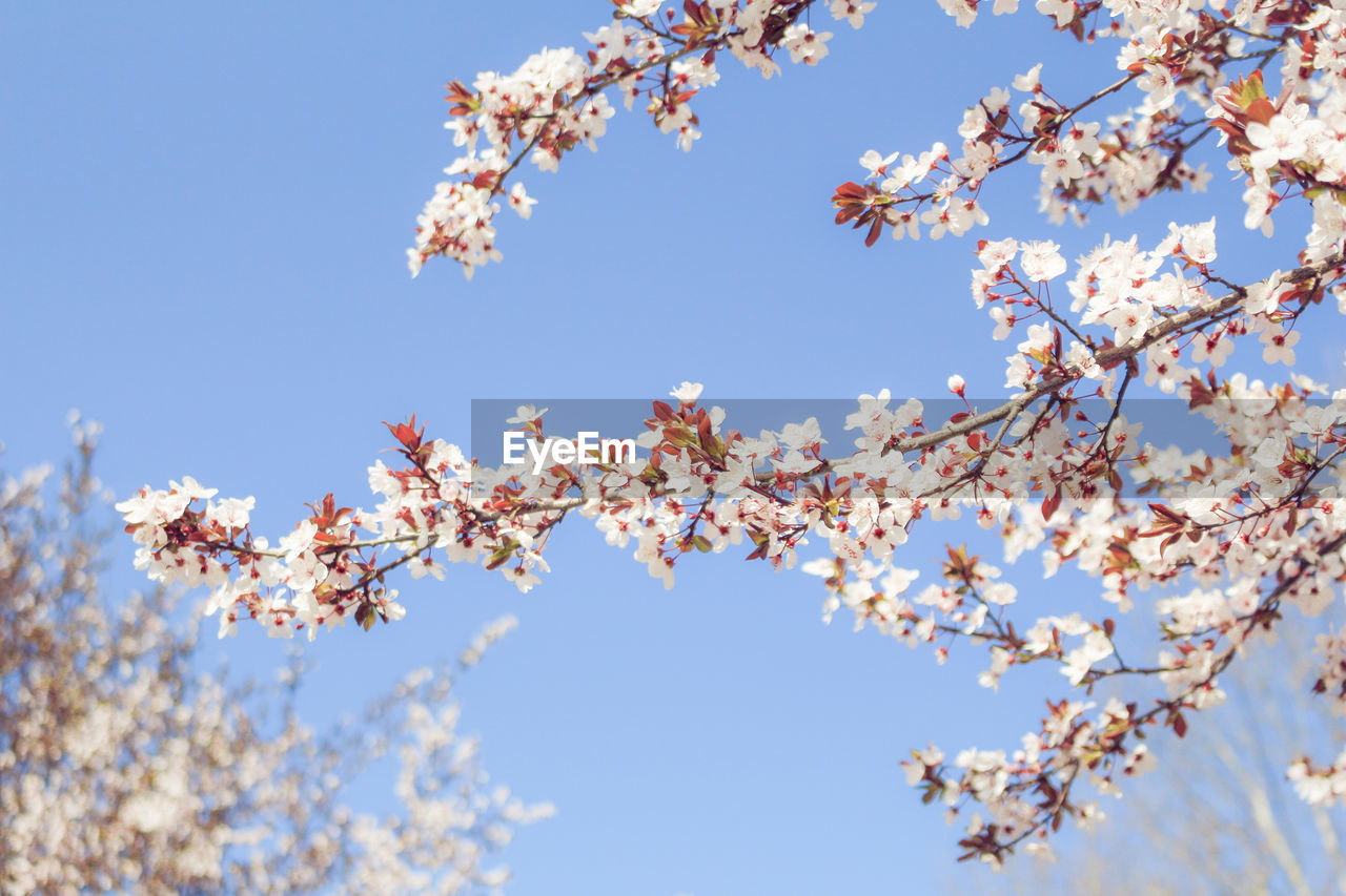 Low angle view of cherry tree against sky