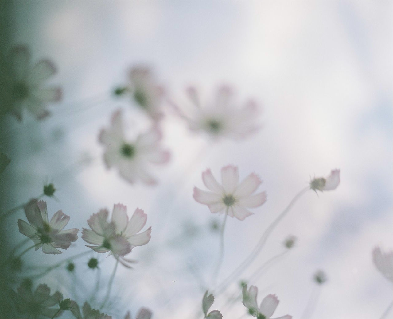 plant, flower, flowering plant, freshness, beauty in nature, nature, blossom, petal, close-up, no people, fragility, macro photography, springtime, branch, selective focus, growth, pastel colored, flower head, white, outdoors, inflorescence, green, focus on foreground, backgrounds, defocused, tranquility, pink, leaf, botany, food and drink, tree