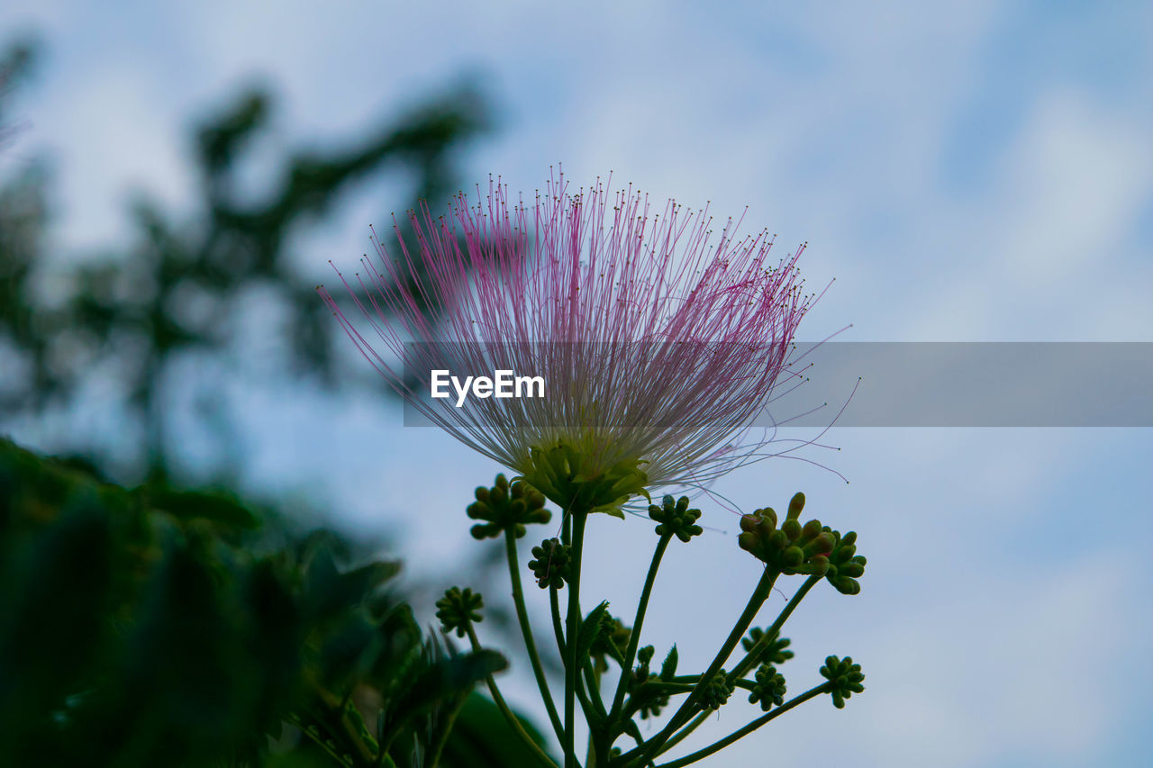 CLOSE-UP OF THISTLE BLOOMING OUTDOORS