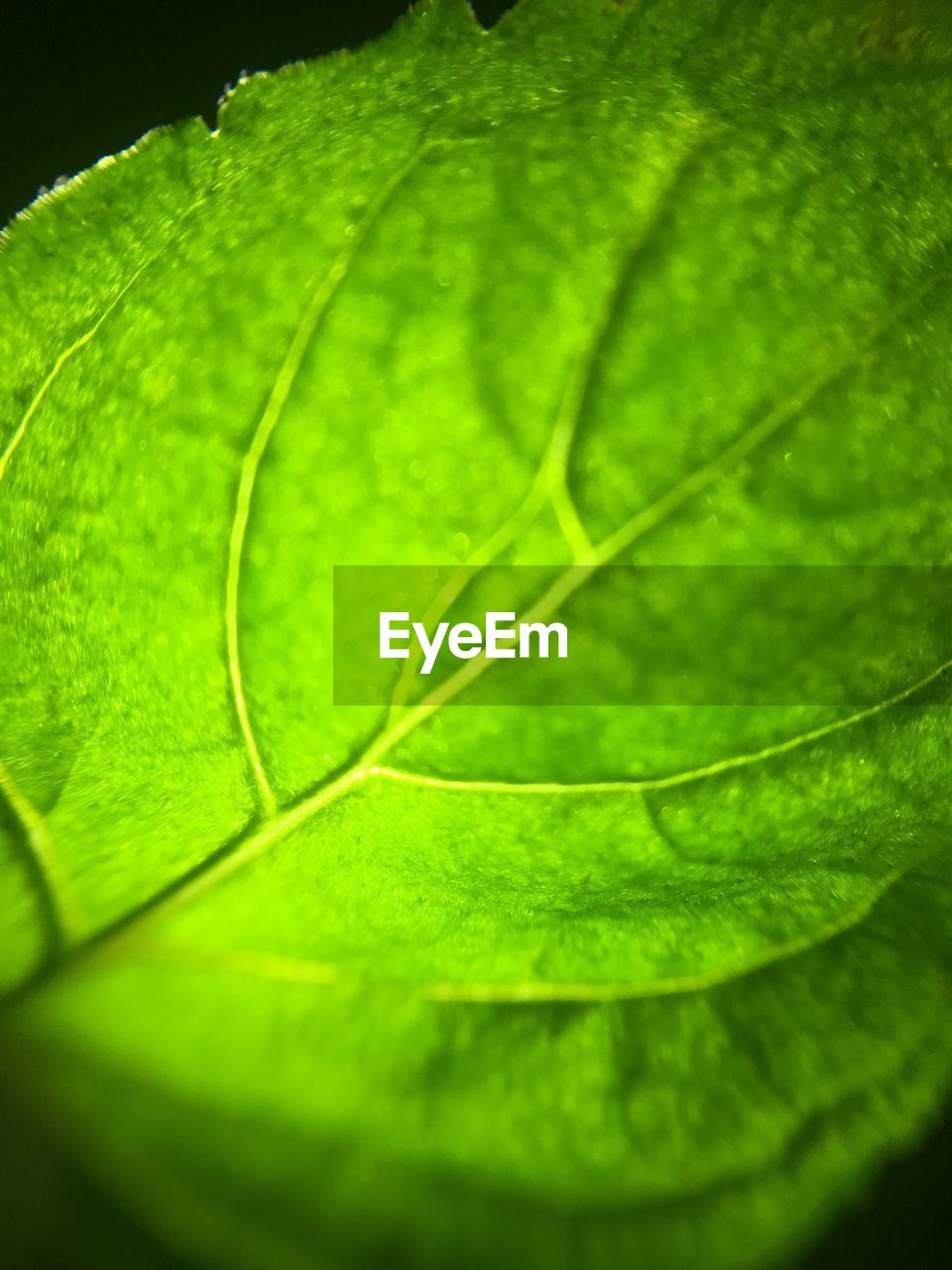 CLOSE-UP OF GREEN LEAF