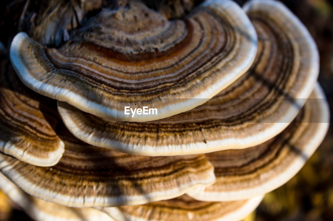 CLOSE-UP OF A MUSHROOMS