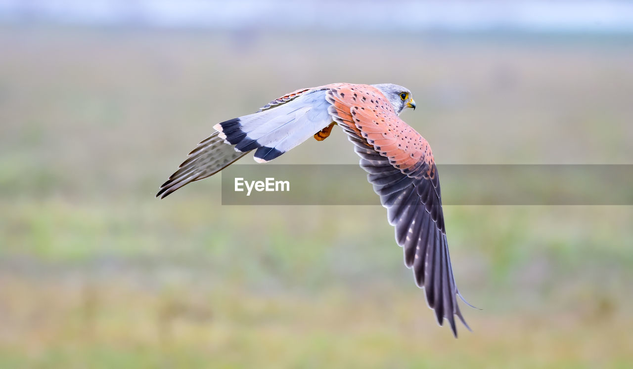 CLOSE-UP OF EAGLE