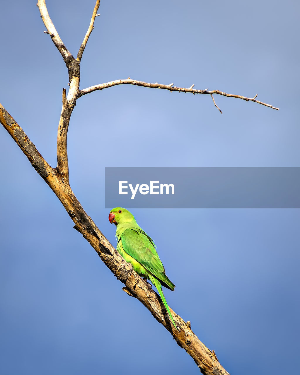 Indian ring-necked parakeet parrot on dry tree branch with  blue sky background.