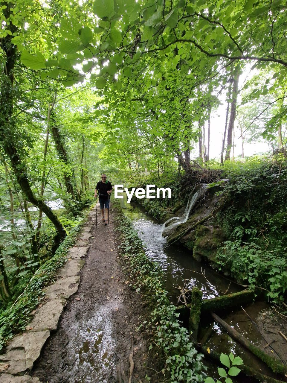 low angle view of trees in forest