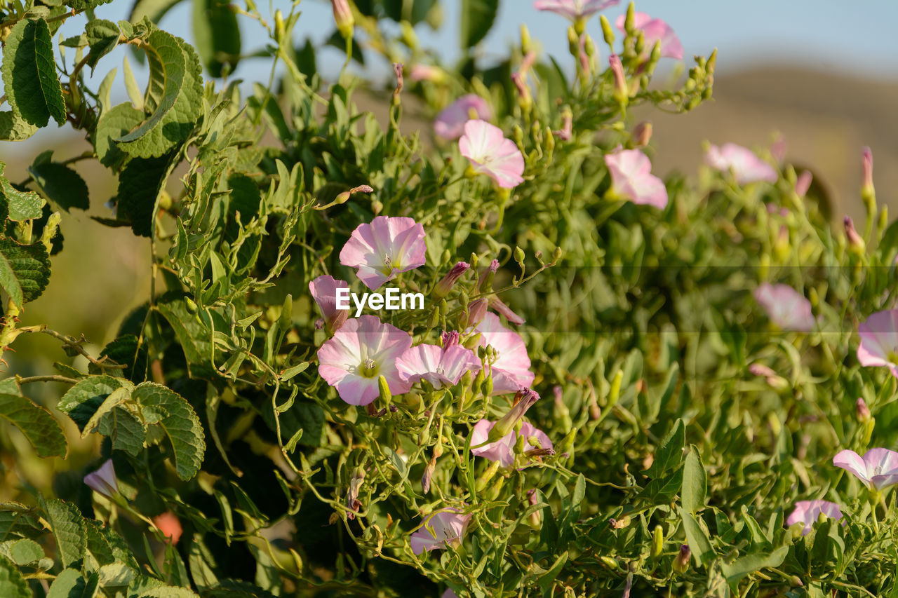 Blooming field bindweed or convolvulus arvensis in summer meadow with morning light, convolvulaceae