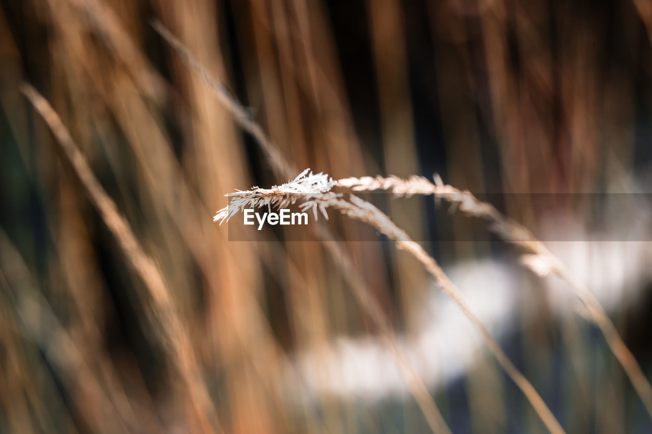 CLOSE-UP OF DEAD PLANT ON LAND