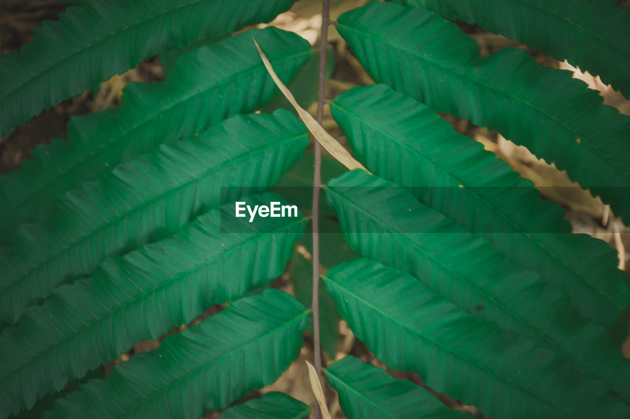 Full frame shot of leaves