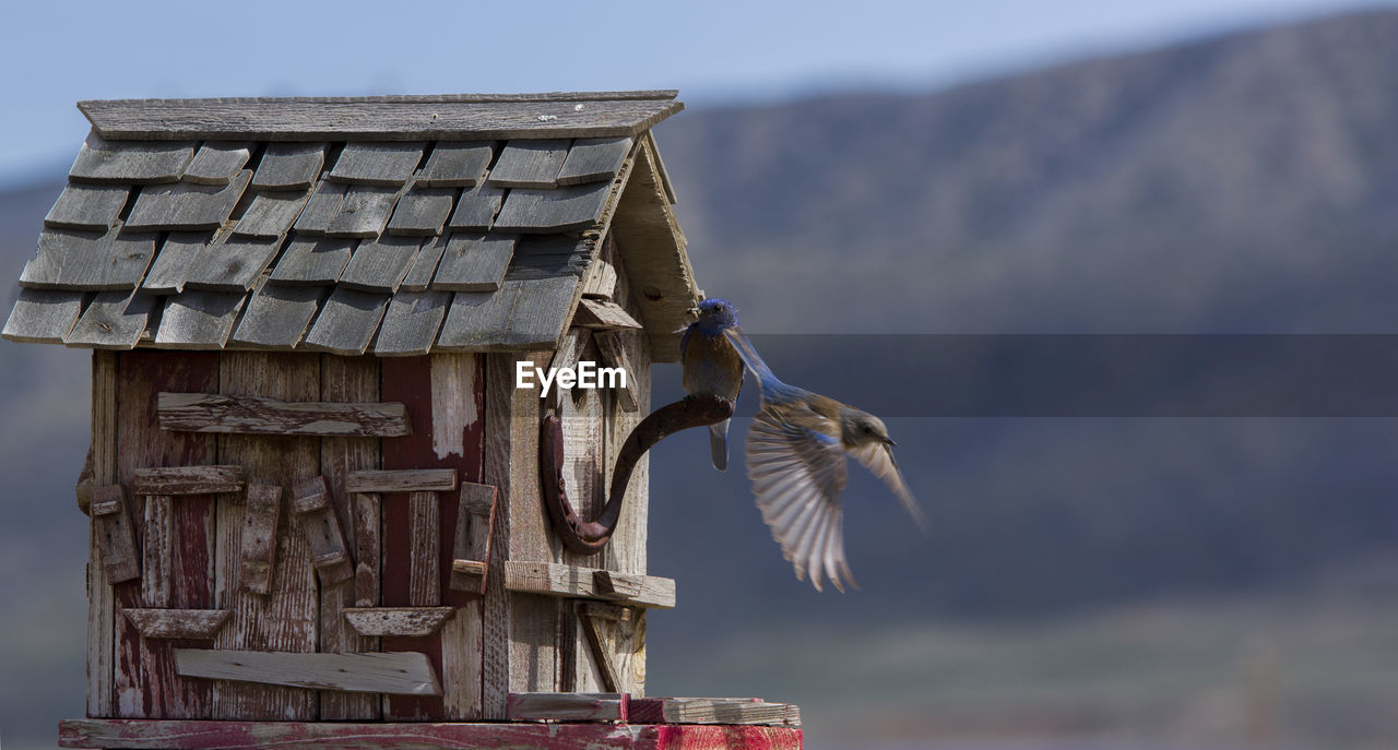 Eastern bluebirds flying by birdhouse