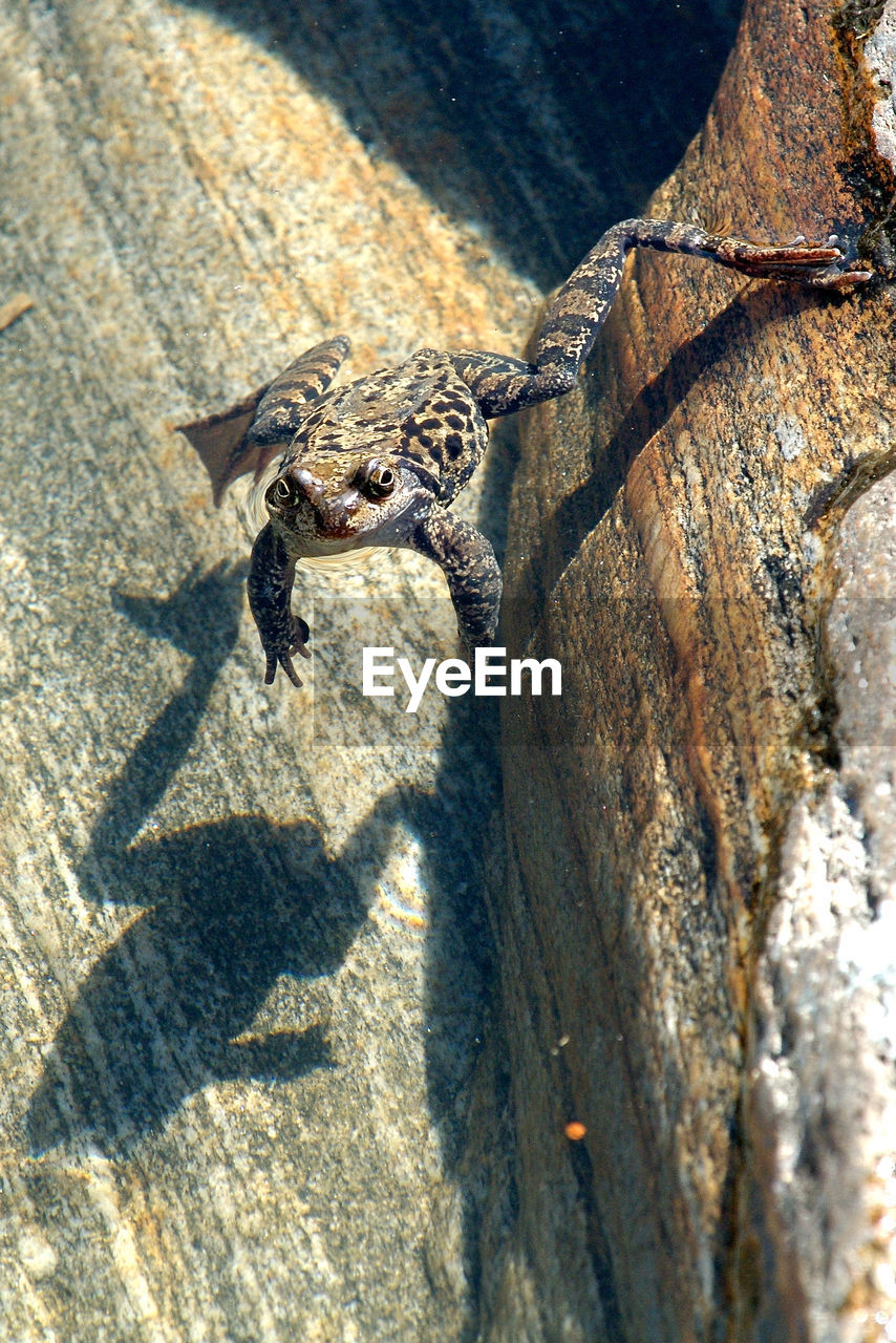 Close-up of frog jumping on rock