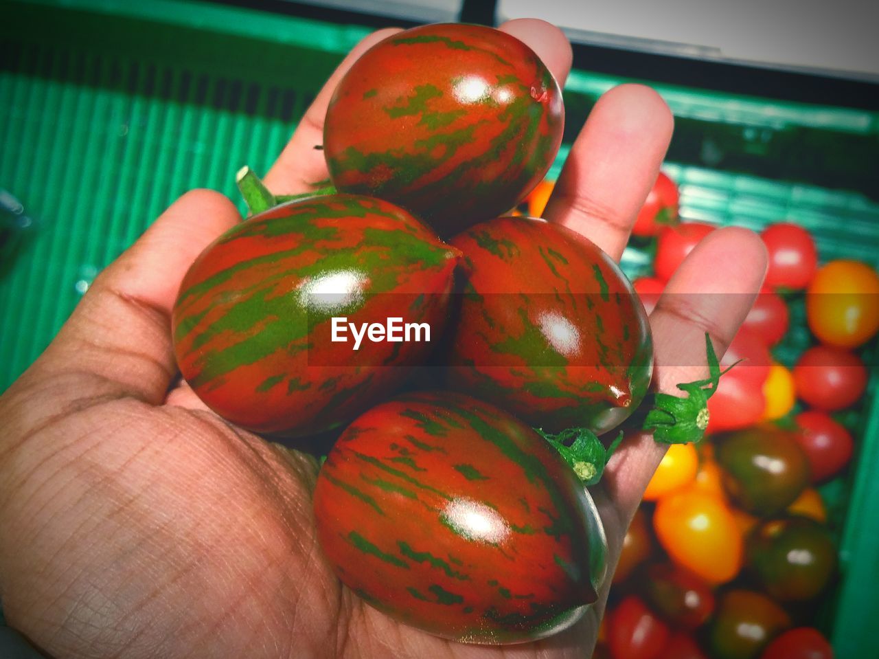 Person holding tomatoes