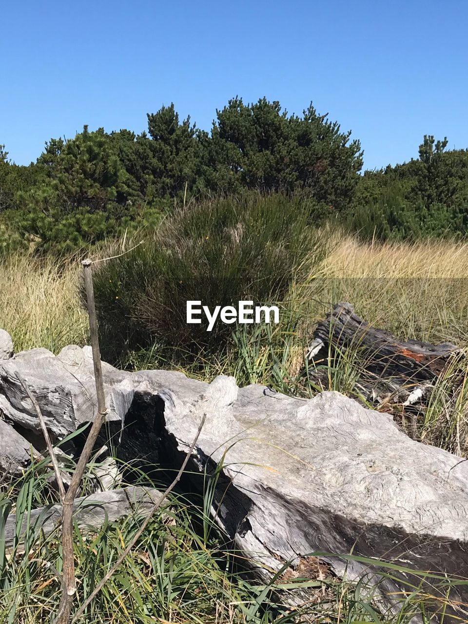 PLANTS GROWING ON LAND