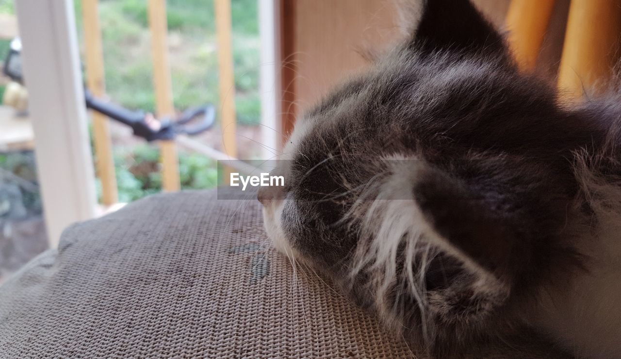 Close-up of cat relaxing at home