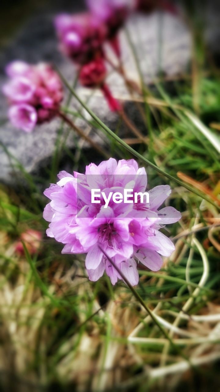 CLOSE-UP OF PINK FLOWERS BLOOMING