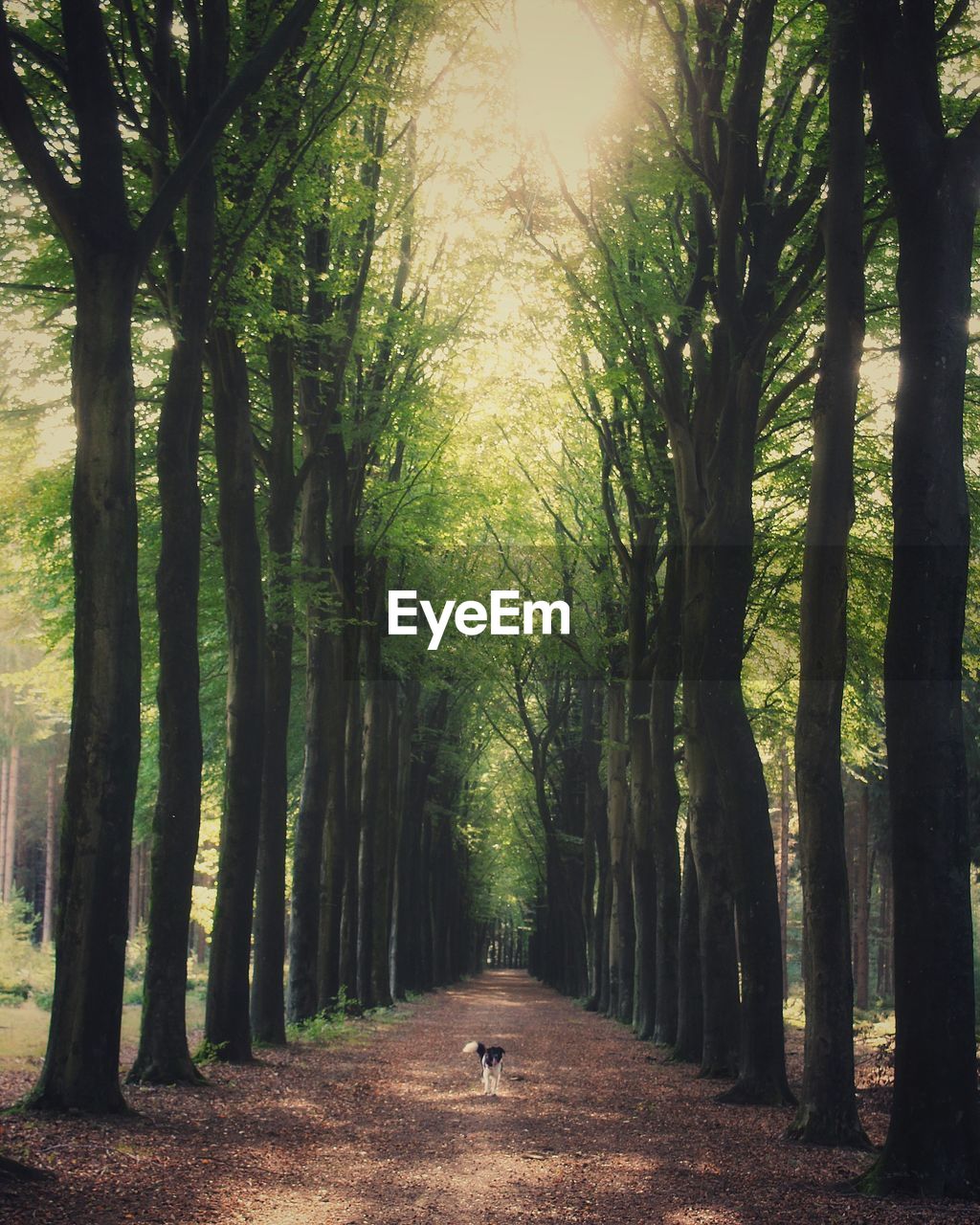 Footpath amidst trees in forest