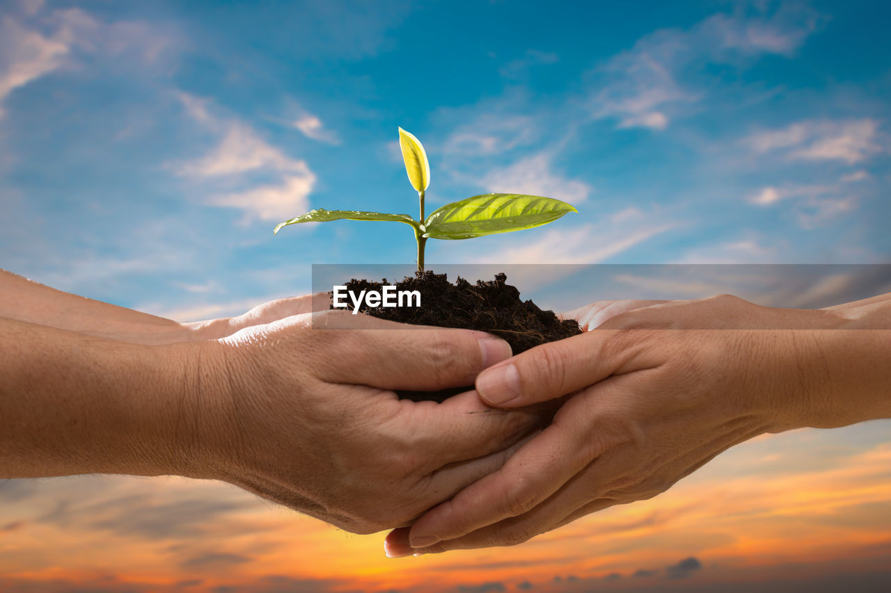 Cropped image of hand giving seedling to person against cloudy sky during sunset