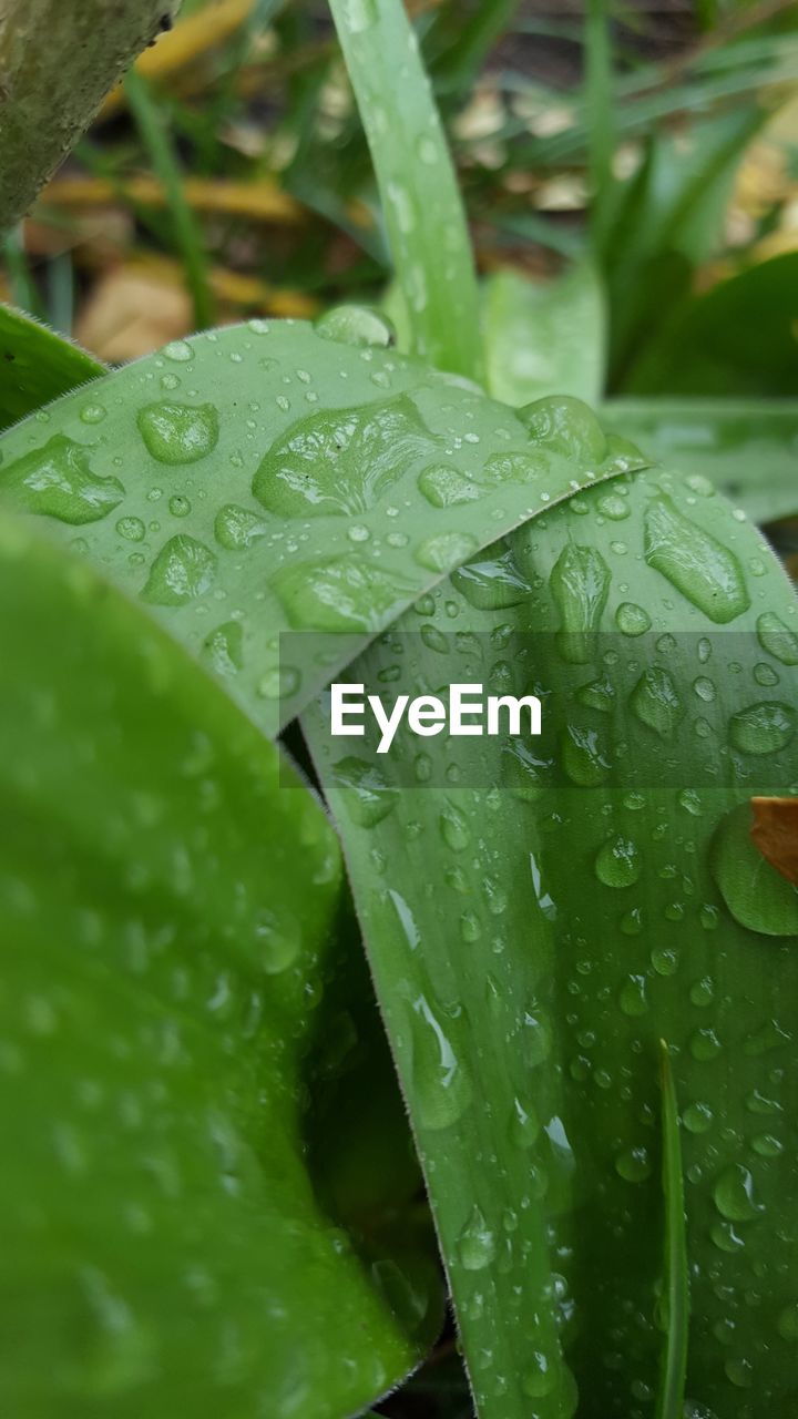 CLOSE-UP OF WET PLANT LEAVES