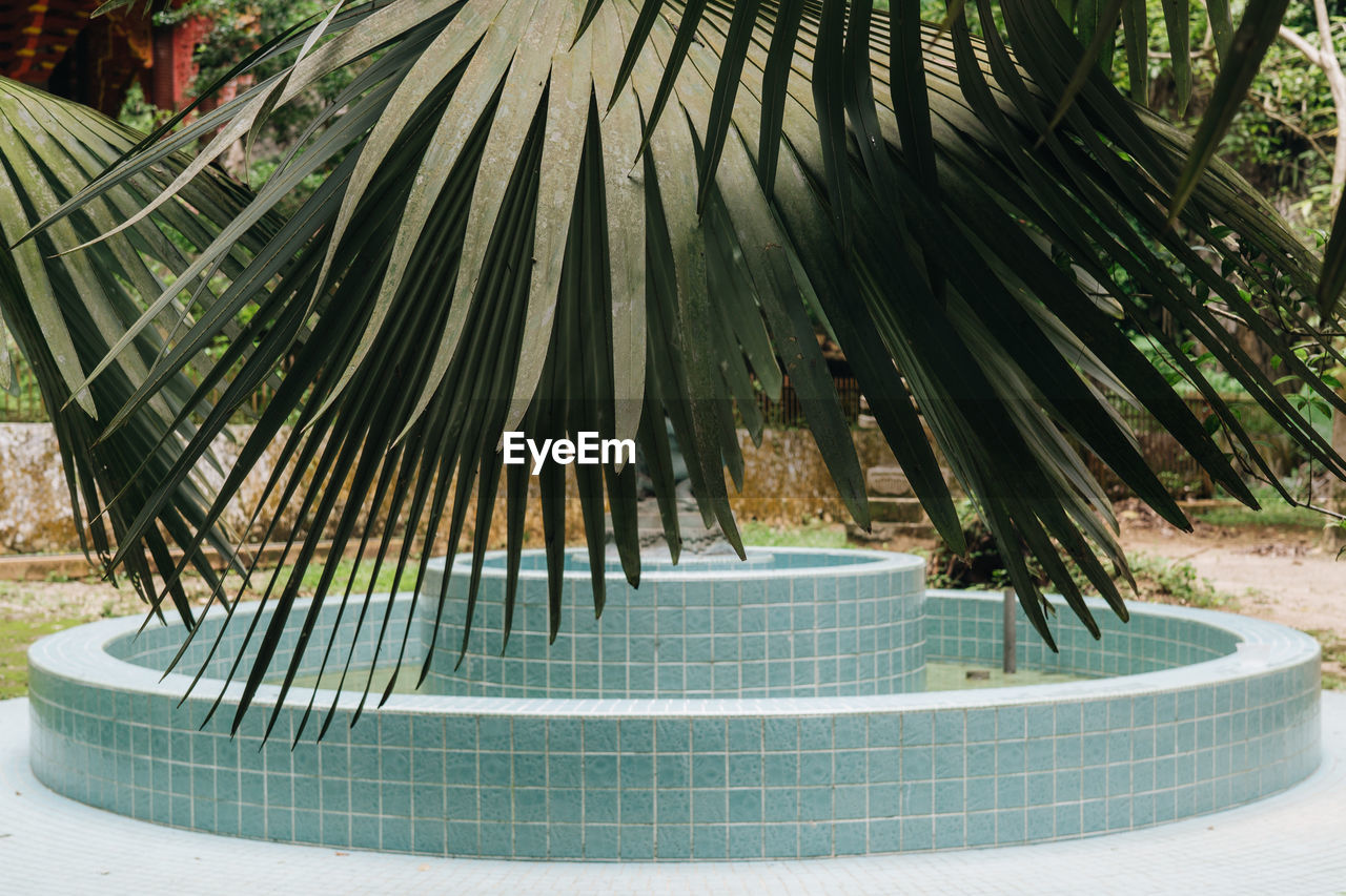 CLOSE-UP OF PALM TREE IN SWIMMING POOL