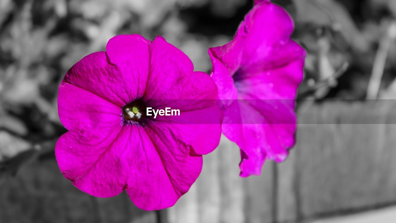 CLOSE-UP OF PINK FLOWER BLOOMING