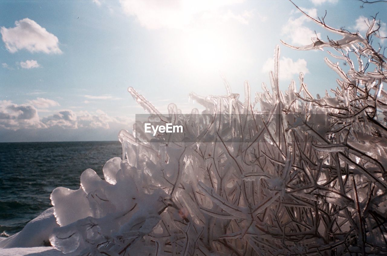 CLOSE-UP OF PLANT AGAINST SEA