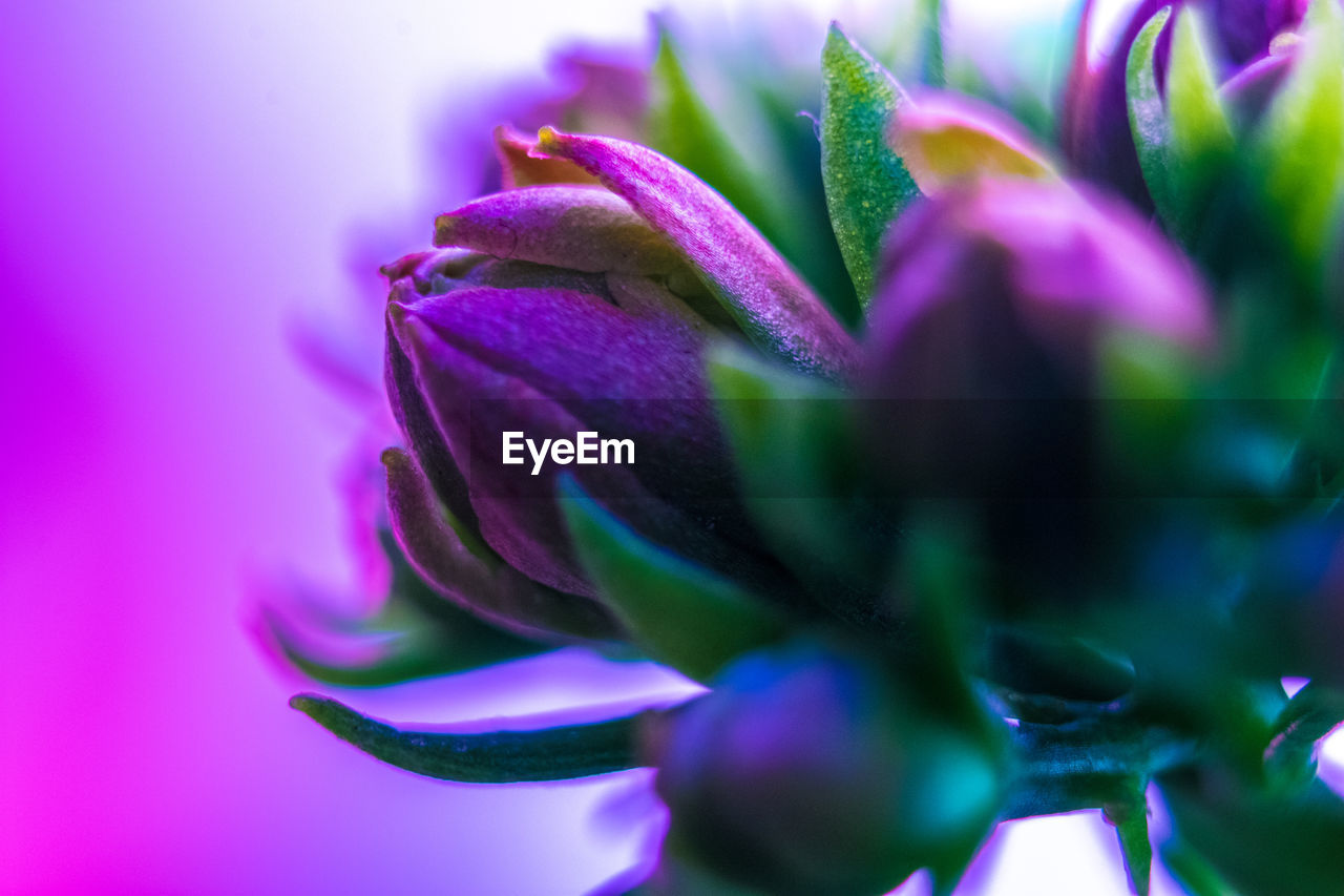 CLOSE-UP OF PURPLE FLOWERING PLANT OVER PINK BACKGROUND