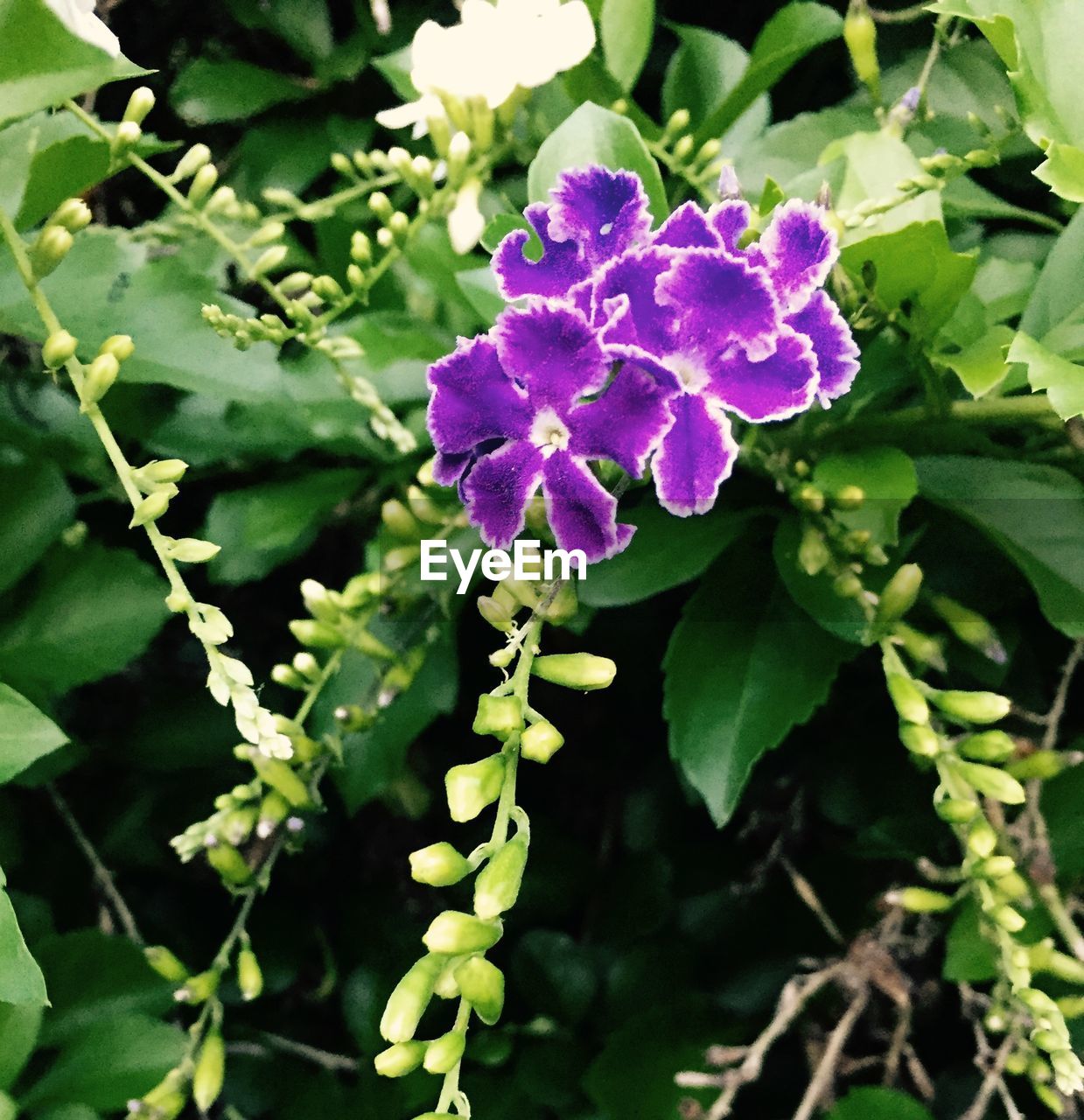 CLOSE-UP OF PURPLE FLOWERS BLOOMING OUTDOORS