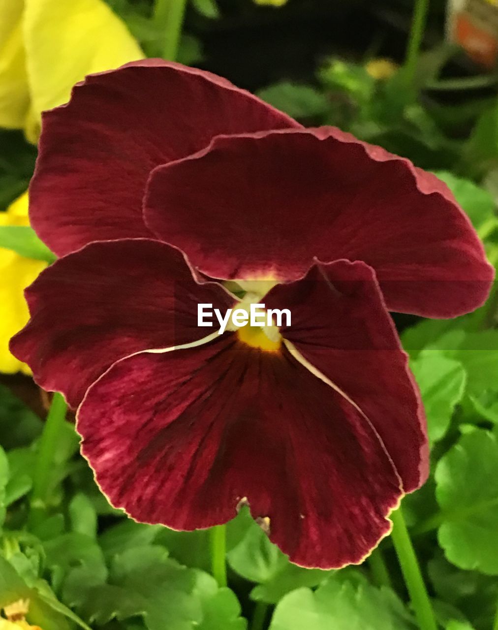 CLOSE-UP OF RED FLOWERS BLOOMING