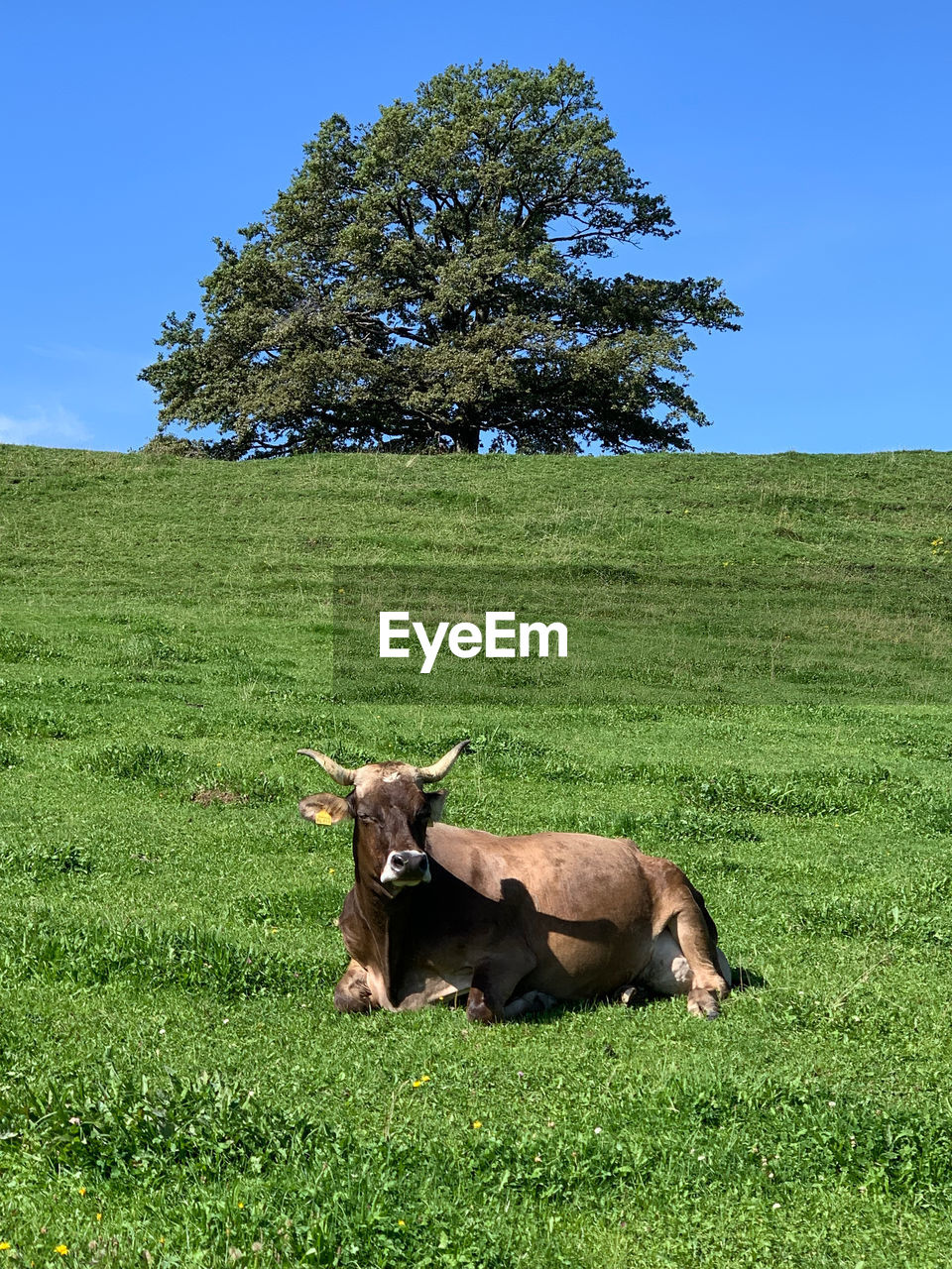 Cow on field against the sky