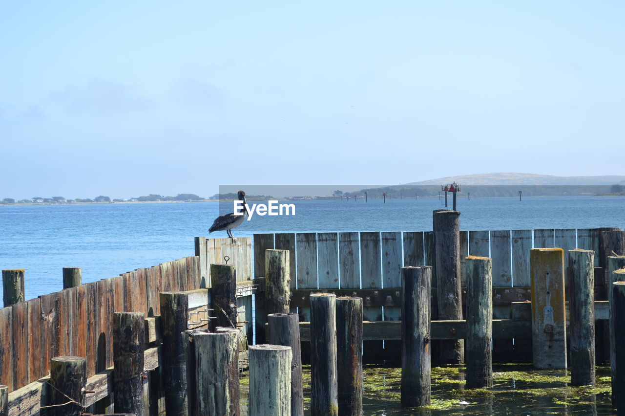 Pelican bird perching on fence by sea against clear sky