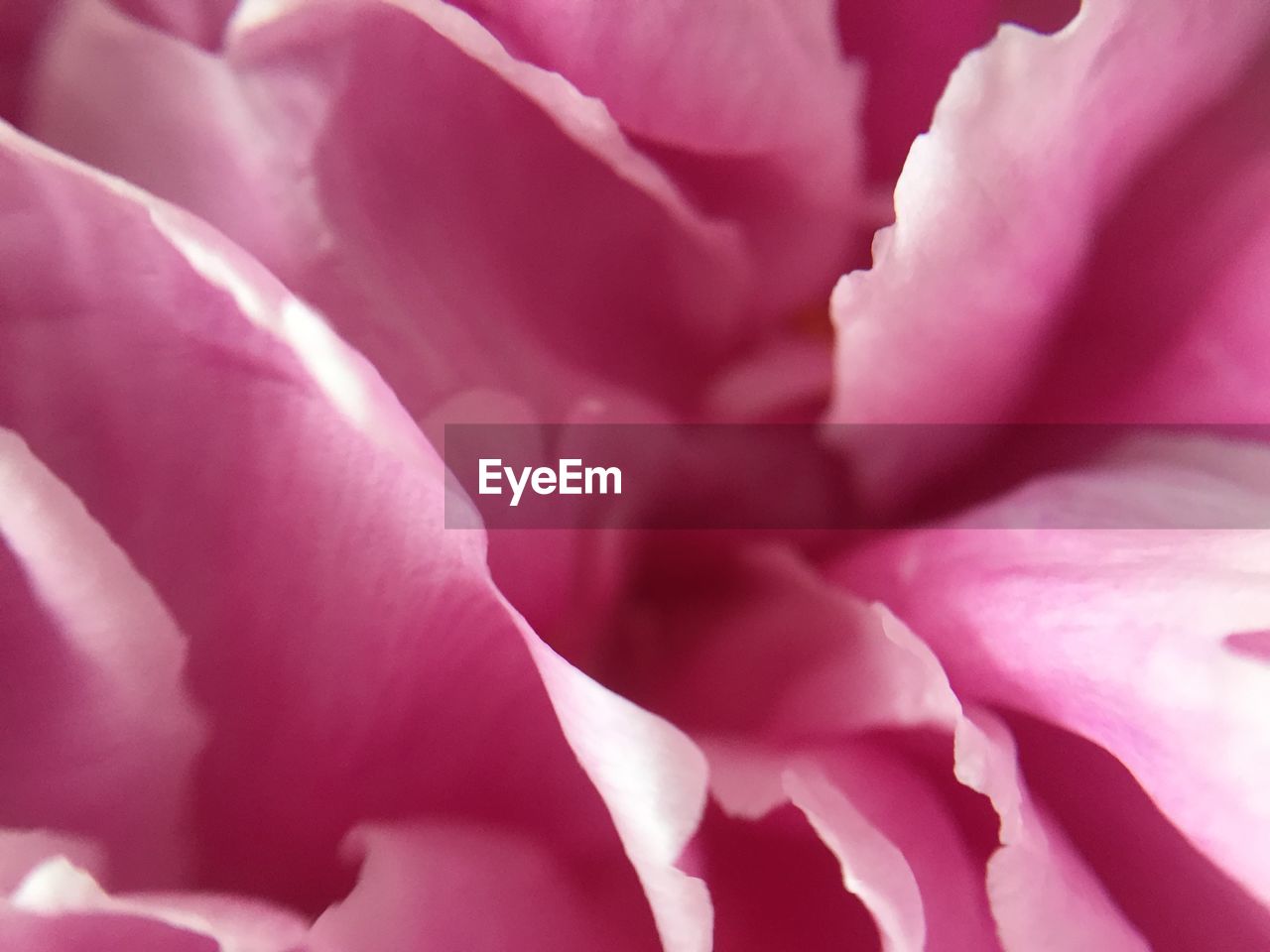 EXTREME CLOSE-UP OF PINK FLOWER