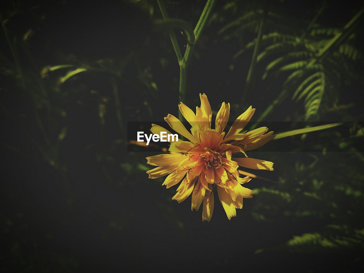 Close-up of flower against dark background