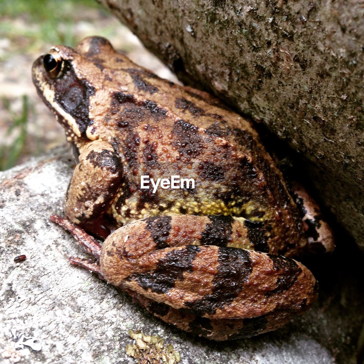 CLOSE-UP OF LIZARD ON ROCK