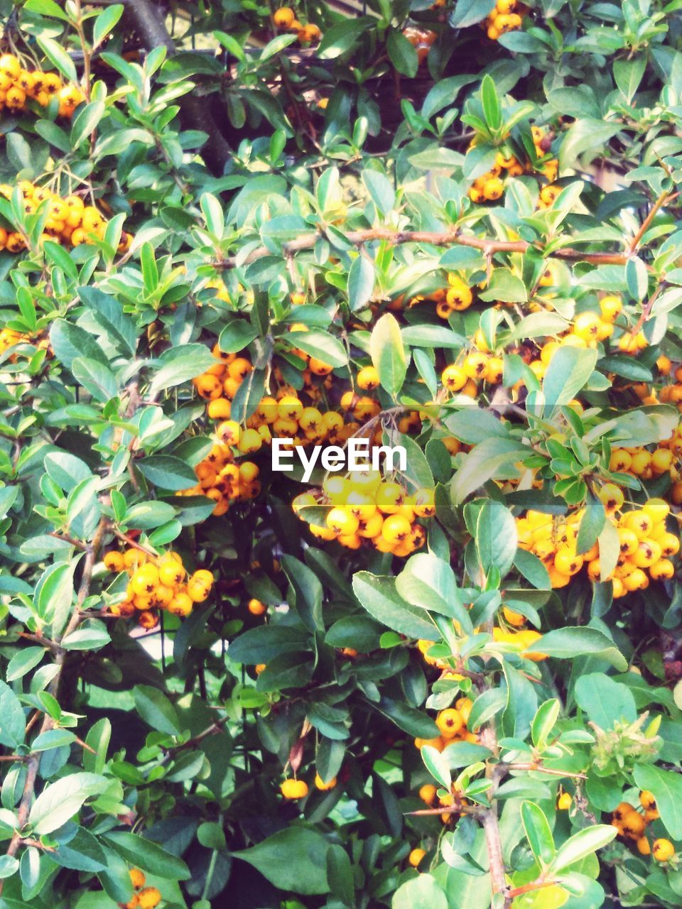 CLOSE-UP OF YELLOW FLOWERS