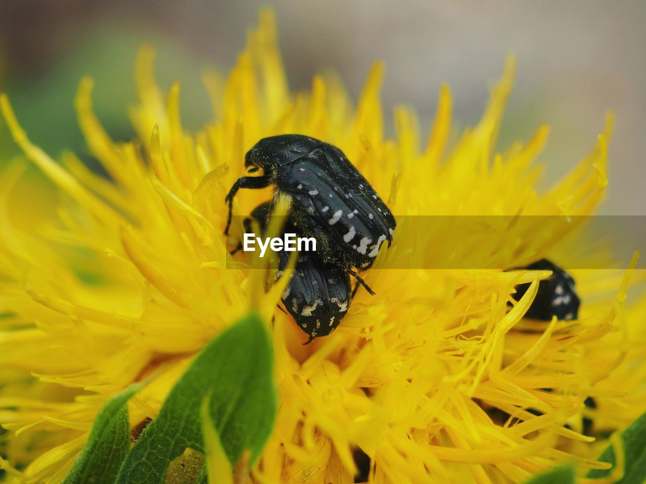 CLOSE-UP OF INSECT ON YELLOW FLOWER