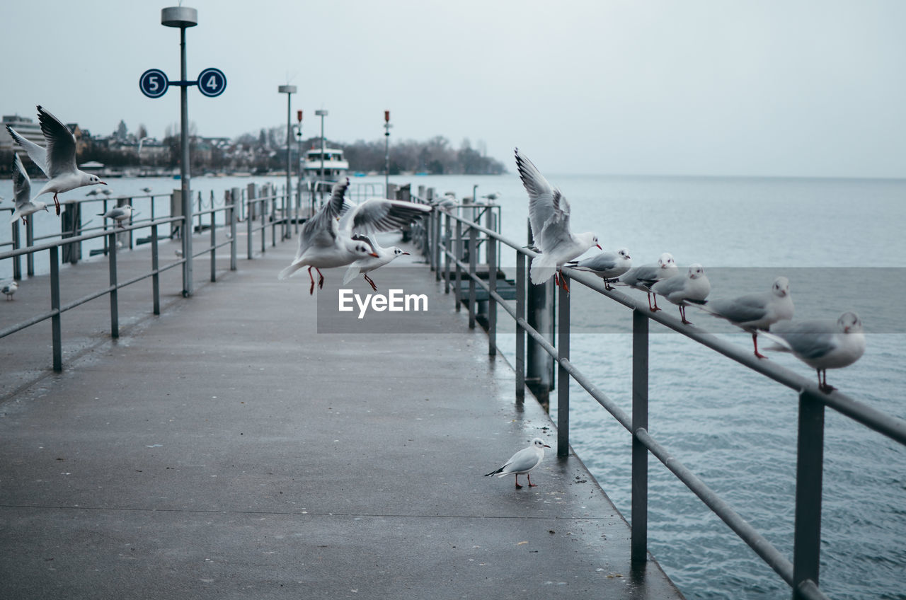 Seagulls perching on railing against sea in zurich