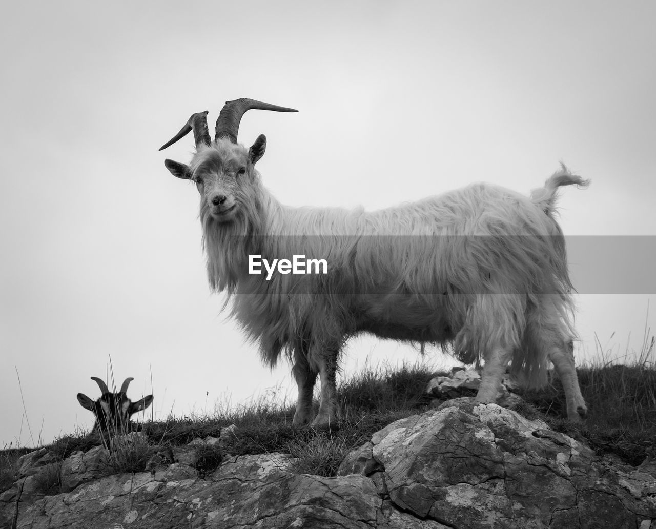 Low angle view of goats on rock against sky