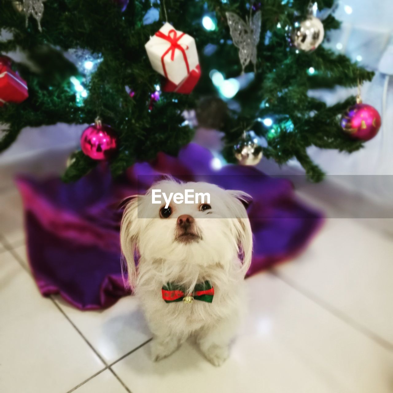 DOG WITH CHRISTMAS TREE